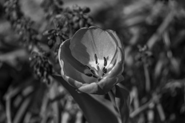 Alman Muensterland 'inde bahar geldi.