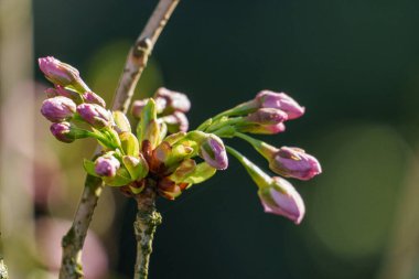Alman Muensterland 'inde bahar geldi.