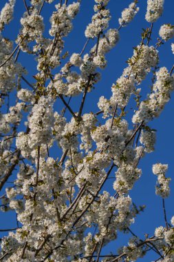 Alman Muensterland 'inde bahar geldi.