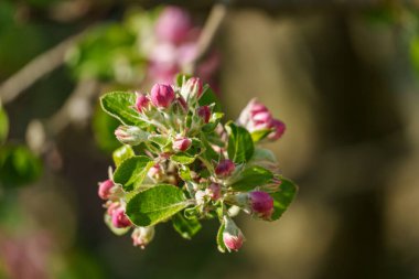 Alman Muensterland 'inde bahar geldi.