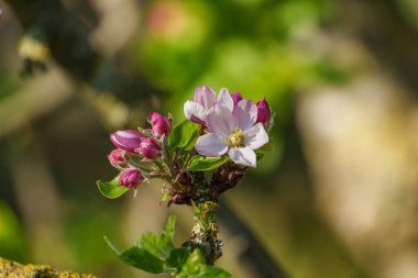 Alman Muensterland 'inde bahar geldi.
