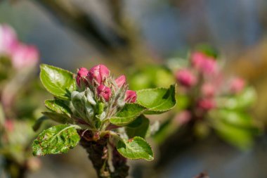 Alman Muensterland 'inde bahar geldi.