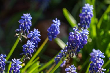 Alman Muensterland 'inde bahar geldi.