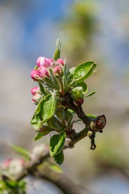 Alman bahçesinde bahar geldi.