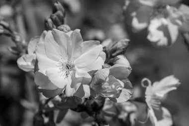 Alman bahçesinde bahar geldi.