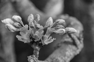 Alman bahçesinde bahar geldi.