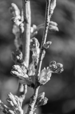 Alman bahçesinde bahar geldi.