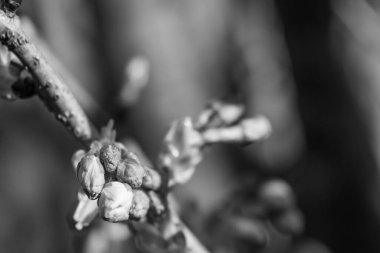 Alman bahçesinde bahar geldi.