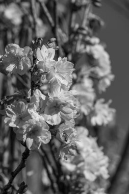 Alman bahçesinde bahar geldi.