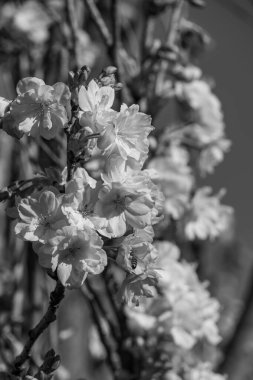 Alman bahçesinde bahar geldi.