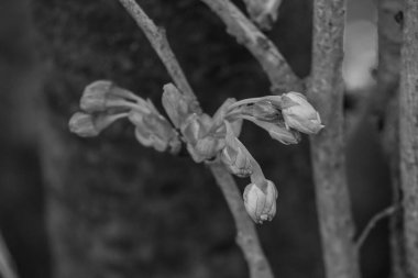 Alman bahçesinde bahar geldi.