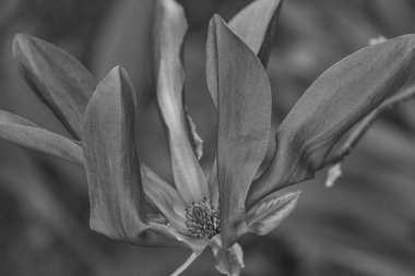 Alman bahçesinde bahar geldi.