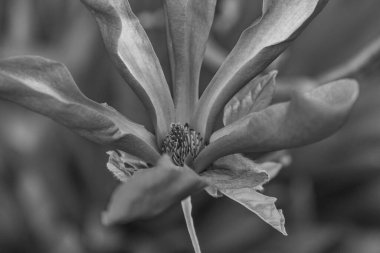 Alman bahçesinde bahar geldi.