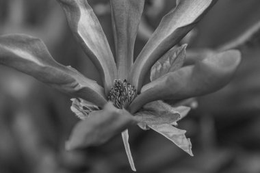 Alman bahçesinde bahar geldi.