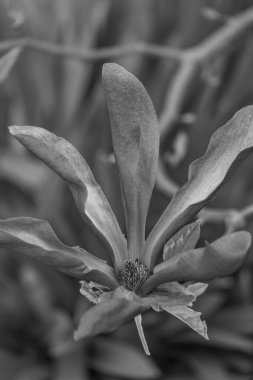 Alman bahçesinde bahar geldi.