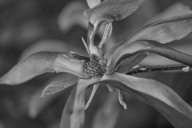 Alman bahçesinde bahar geldi.