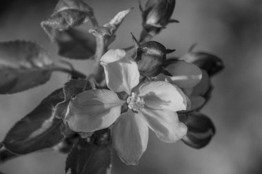 Alman bahçesinde bahar geldi.