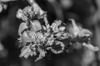 Alman bahçesinde bahar geldi.