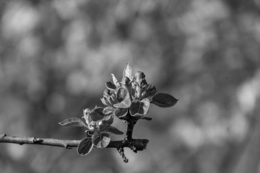 Alman bahçesinde bahar geldi.