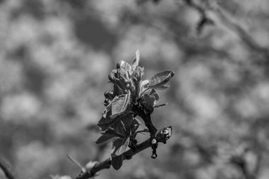 Alman bahçesinde bahar geldi.