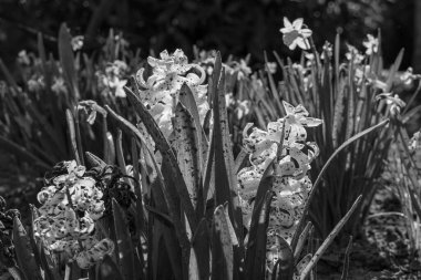 Alman bahçesinde bahar geldi.