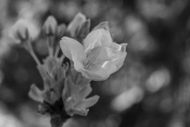 Alman bahçesinde bahar geldi.