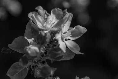 Alman bahçesinde bahar geldi.