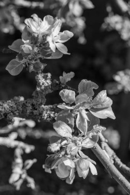 Alman bahçesinde bahar geldi.