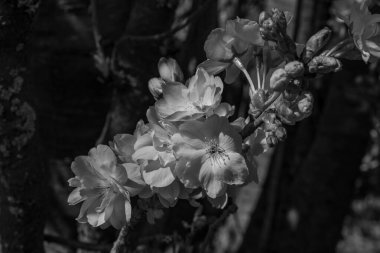 Alman bahçesinde bahar geldi.