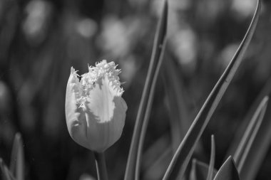 Alman bahçesinde bahar geldi.