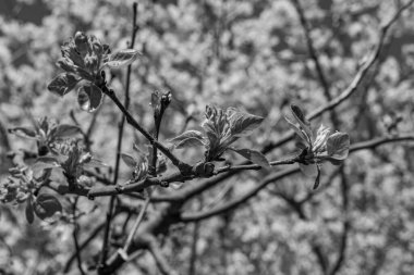 Alman bahçesinde bahar geldi.