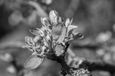 Alman bahçesinde bahar geldi.