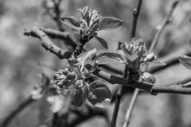 Alman bahçesinde bahar geldi.