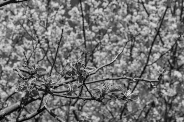 Alman bahçesinde bahar geldi.