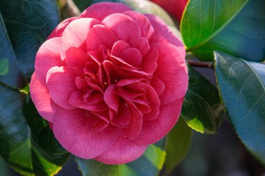 Alman bahçesinde bahar geldi.