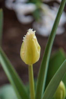 Alman bahçesinde bahar geldi.