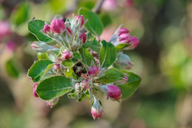 Alman bahçesinde bahar geldi.