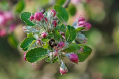 Alman bahçesinde bahar geldi.