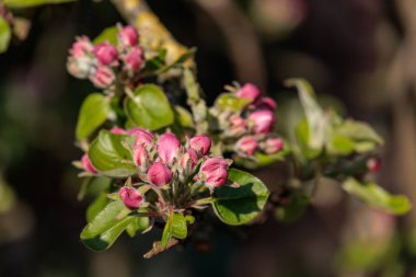 Alman bahçesinde bahar geldi.