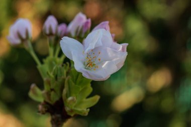 Alman bahçesinde bahar geldi.