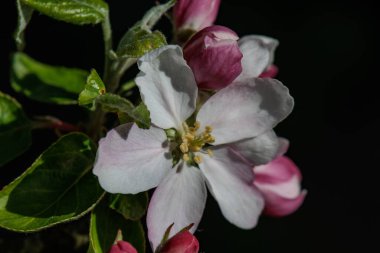 Alman bahçesinde bahar geldi.