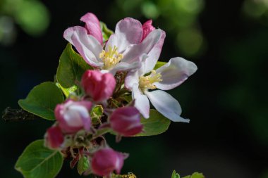Alman bahçesinde bahar geldi.