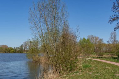 Bahar zamanı Hollanda 'nın Bredevoort kenti