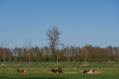 Bahar zamanı Hollanda 'nın Bredevoort kenti