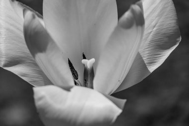 Westphalia 'da bir köyde bahar geldi.