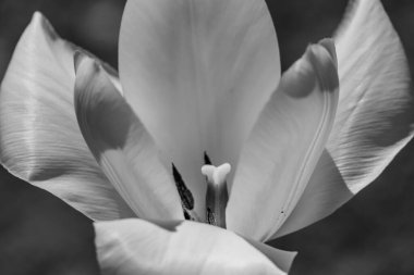 Westphalia 'da bir köyde bahar geldi.