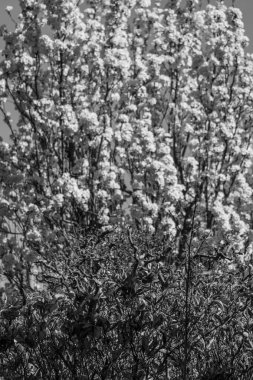 Westphalia 'da bir köyde bahar geldi.