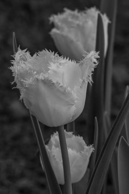 Westphalia 'da bir köyde bahar geldi.