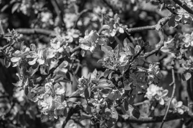 Westphalia 'da bir köyde bahar geldi.