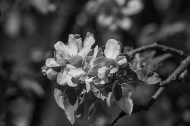 Westphalia 'da bir köyde bahar geldi.